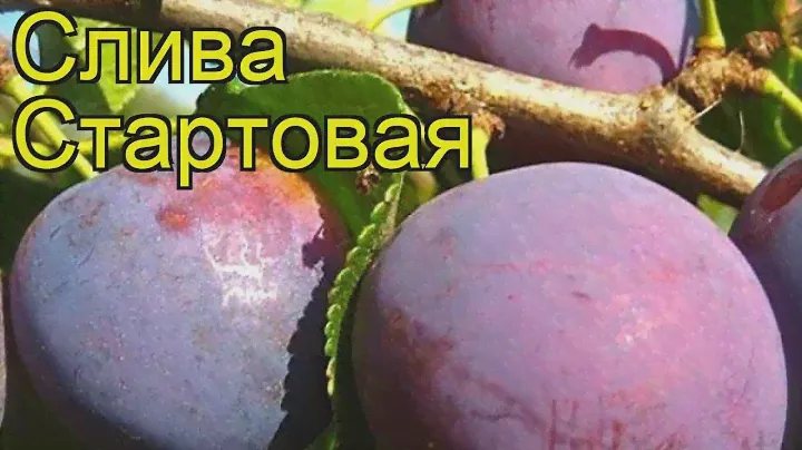 Слива Стартовая. Краткий обзор, описание характеристик, где купить саженцы prunus sp. Startovaya