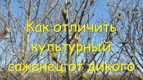 Как отличить дичек от культурного (сортового) растения