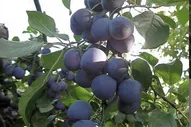 Слива Жигули саженцы